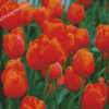 Orange Tulips Diamond Painting