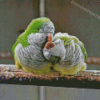 Quaker Parrots Diamond Painting