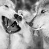Black And White Wolves Face To Face Diamond Painting