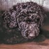 Cute Black Poodle Puppy Diamond Painting