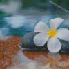 Plumeria Flower In Water Diamond Painting
