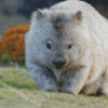 Wombat Animal Diamond Painting