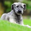 Aesthetic Irish Wolfhound Puppy Diamond Painting