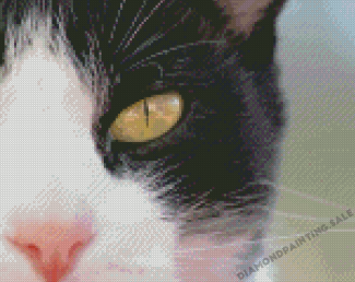 Aesthetic Tuxedo Cat Diamond Painting