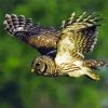 Flying Barred Owl Diamond Painting