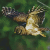 Flying Barred Owl Diamond Painting