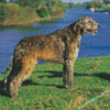 Irish Wolfhound Diamond Painting