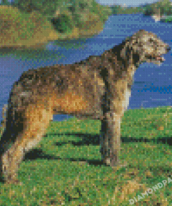 Irish Wolfhound Diamond Painting