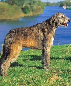 Irish Wolfhound Diamond Painting