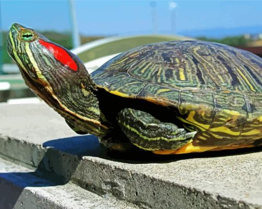 Red Eared Slider Diamond Painting