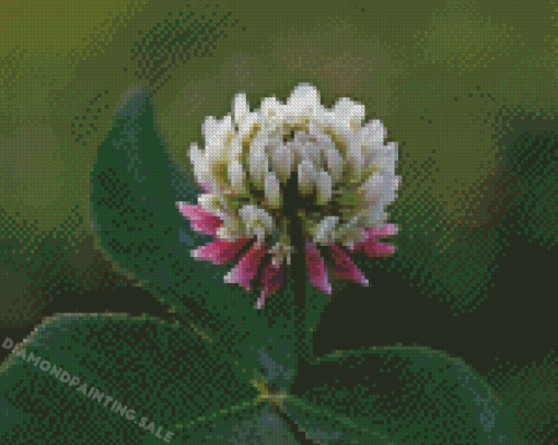 White Clover Diamond Painting