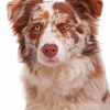 Brown Border Collie Dog Diamond Painting
