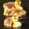 Canada Geese Goslings In Water Diamond Painting