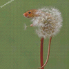 Harvest Mouse And Dandelion Diamond Painting