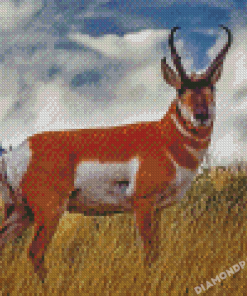 Pronghorn Animal Diamond Painting