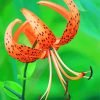 Tiger Lilies Flowers Diamond Painting