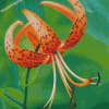 Tiger Lilies Flowers Diamond Painting