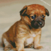 Border Terrier Puppy Diamond Painting