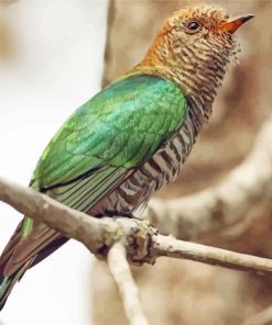 Brown Head Asian Emerald Cuckoo Diamond Painting