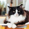 Cute Tuxedo Cat Animal Diamond Painting