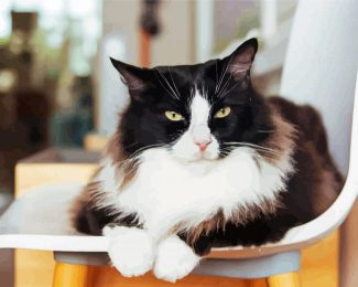 Cute Tuxedo Cat Animal Diamond Painting