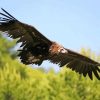 Flying Eurasian Black Vulture Diamond Painting
