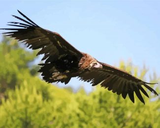 Flying Eurasian Black Vulture Diamond Painting