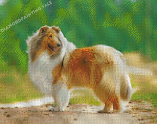 Rough Collie Dog Diamond Painting