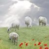 Sheep In A Poppy Field Diamond Painting