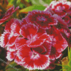 Sweet William Flowers Diamond Painting