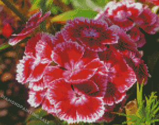 Sweet William Flowers Diamond Painting