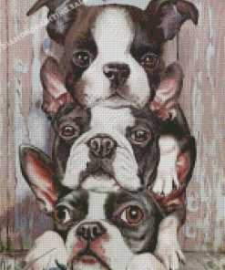 Three Boston Terriers Diamond Painting