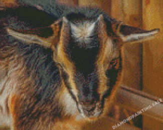 Close Up Nigerian Dwarf Goat Diamond Painting