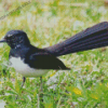 Cool Willie Wagtail Diamond Painting