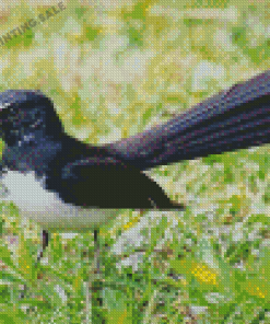Cool Willie Wagtail Diamond Painting