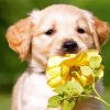 Golden Puppy With Yellow Flower Diamond Painting