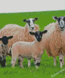 Mule Sheeps Diamond Painting