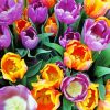 Orange Purple Tulips Flowers Diamond Painting