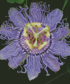 Passionflower Plant Diamond Painting