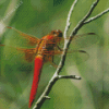 Red Dragonfly Insect Diamond Painting