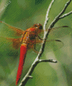Red Dragonfly Insect Diamond Painting