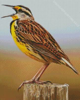 The Meadowlark Bird Diamond Painting