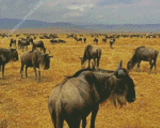 Wildebeest Animals Diamond Painting