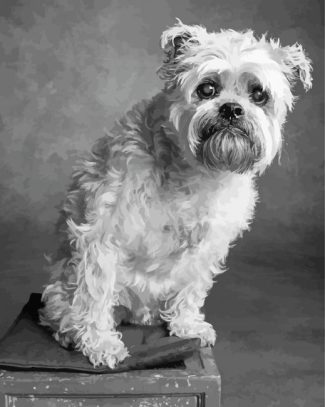 Black And White Brussel Griffon Diamond Painting