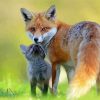 Cute Fox Family Diamond Painting