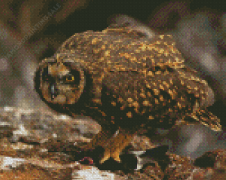 Aesthetic Brown Owl Diamond Painting