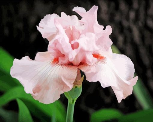 Pale Pink Iris Diamond Painting