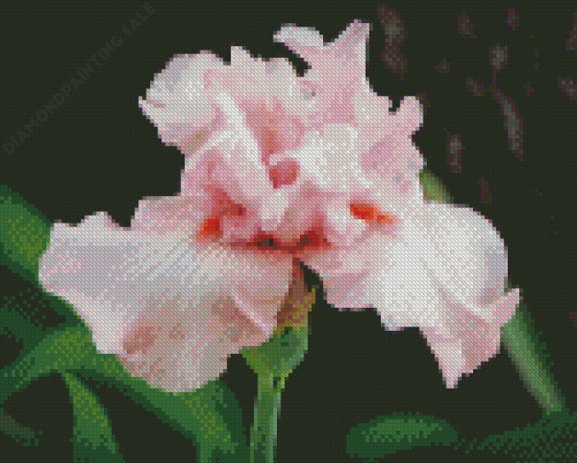 Pale Pink Iris Diamond Painting