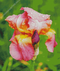 Pale Pink Iris With Water Drops Diamond Painting