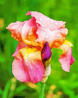 Pale Pink Iris With Water Drops Diamond Painting